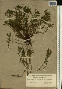 Вероника многораздельная L., Восточная Европа, Нижневолжский район (E9) (Россия)