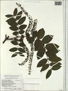 Coriaria ruscifolia L., Австралия и Океания (AUSTR) (Новая Зеландия)