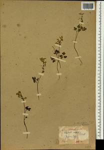 Corydalis decumbens (Thunb.) Pers., Зарубежная Азия (ASIA) (Япония)