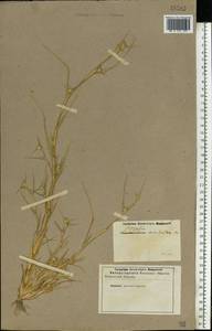 Sporobolus aculeatus (L.) P.M.Peterson, Восточная Европа, Нижневолжский район (E9) (Россия)