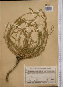 Бассия простертая (L.) Beck, Средняя Азия и Казахстан, Муюнкумы, Прибалхашье и Бетпак-Дала (M9) (Казахстан)