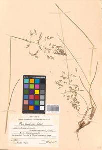 Poa pratensis subsp. turfosa (Litv.) Vorosch., Восточная Европа, Московская область и Москва (E4a) (Россия)