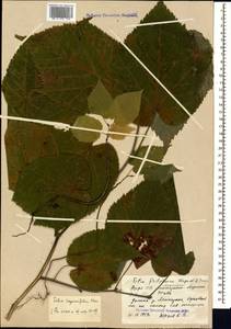 Липа Круаза Chun & H. D. Wong, Кавказ, Азербайджан (K6) (Азербайджан)