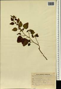 Malvastrum coromandelianum subsp. coromandelianum, Зарубежная Азия (ASIA) (Индия)