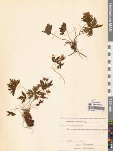 Герань волосистоцветковая DC., Сибирь, Чукотка и Камчатка (S7) (Россия)