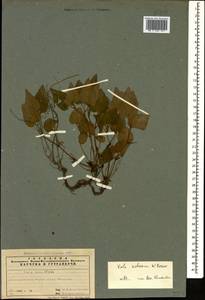 Фиалка Зиге W. Becker, Кавказ, Азербайджан (K6) (Азербайджан)