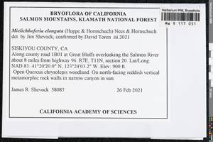 Mielichhoferia elongata (Hoppe & Hornsch. ex Hook.) Hornsch., Гербарий мохообразных, Мхи - Америка (BAm) (США)