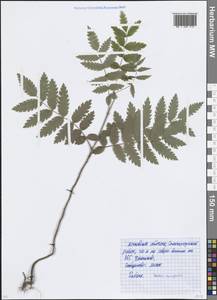 Рябина обыкновенная L., Восточная Европа, Московская область и Москва (E4a) (Россия)