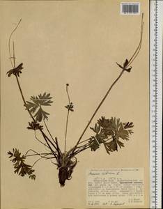 Anemonastrum narcissiflorum subsp. crinitum (Juz.) Raus, Сибирь, Дальний Восток (S6) (Россия)