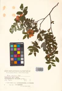 Шиповник даурский Pall., Сибирь, Дальний Восток (S6) (Россия)