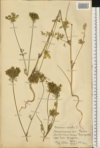 Морковь обыкновенная, Морковь дикая L., Восточная Европа, Центральный лесостепной район (E6) (Россия)