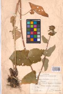 MHA 0 154 160, Зопничек клубненосный (L.) Moench, Восточная Европа, Восточный район (E10) (Россия)