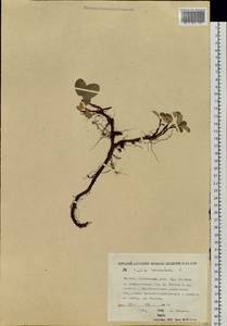 Ива сетчатая L., Сибирь, Якутия (S5) (Россия)