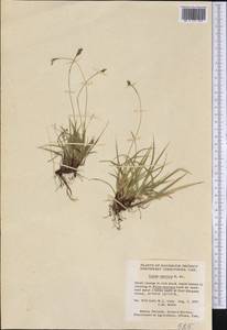 Carex concinna R.Br., Америка (AMER) (Канада)