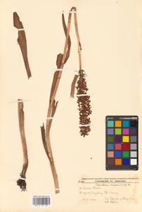 Кокушник длиннорогий (L.) R.Br., Сибирь, Дальний Восток (S6) (Россия)
