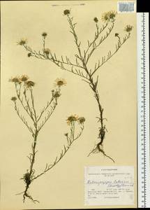 Aster neobiennis Brouillet, Semple & Y.L.Chen, Сибирь, Прибайкалье и Забайкалье (S4) (Россия)