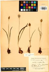 Тюльпан одноцветковый (L.) Besser ex Baker, Сибирь, Алтай и Саяны (S2) (Россия)