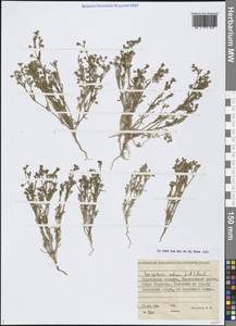 Торичник приморский, Торичник морской (L.) Besser, Сибирь, Западная Сибирь (S1) (Россия)