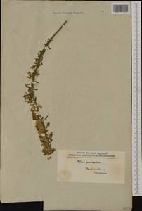 Cytisus procumbens (Willd.)Spreng., Западная Европа (EUR) (Северная Македония)