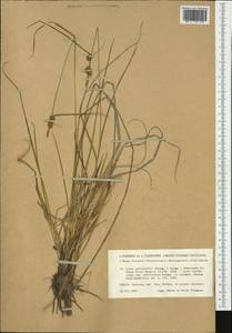 Carex lepidocarpa subsp. jemtlandica Palmgr., Западная Европа (EUR) (Швеция)