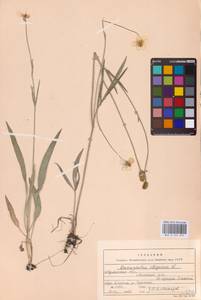 Лютик иллирийский L., Восточная Европа, Северо-Украинский район (E11) (Украина)