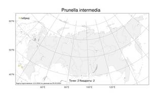 Prunella intermedia Link, Атлас флоры России (FLORUS) (Россия)