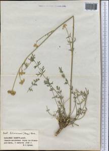 Жабрица леманновская (Bunge) Boiss., Средняя Азия и Казахстан, Памир и Памиро-Алай (M2) (Таджикистан)