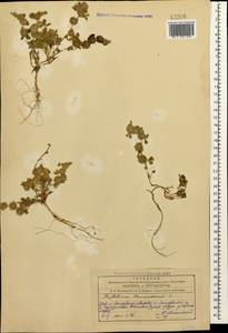 Trifolium tomentosum L., Кавказ, Азербайджан (K6) (Азербайджан)