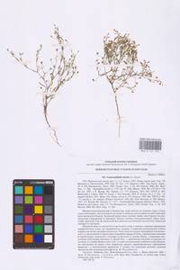 Песколюбочка постенная (L.) Ikonn., Восточная Европа, Северо-Украинский район (E11) (Украина)