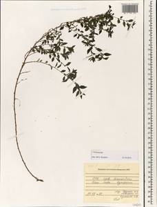 Urticaceae, Зарубежная Азия (ASIA) (Вьетнам)