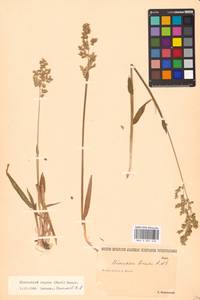 Anthoxanthum repens (Host) Veldkamp, Восточная Европа, Нижневолжский район (E9) (Россия)