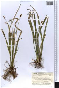 Осока волосистая Scop., Восточная Европа, Западно-Украинский район (E13) (Украина)