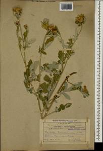 Псефеллюс закавказский Sosn., Кавказ, Армения (K5) (Армения)