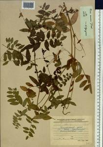 Горошек приятный Fisch. ex Ser., Сибирь, Дальний Восток (S6) (Россия)