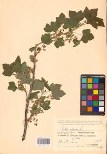 Смородина черная L., Восточная Европа, Центральный район (E4) (Россия)