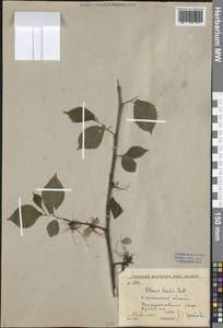 Вяз гладкий, Вяз обыкновенный Pall., Восточная Европа, Центральный лесостепной район (E6) (Россия)