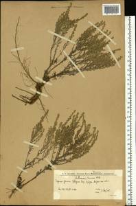 Полынь таврическая, Полынь крымская Willd., Восточная Европа, Нижневолжский район (E9) (Россия)