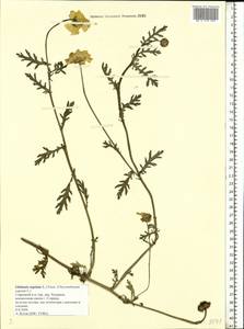 Златоцвет посевной, Хризантема посевная (L.) Fourr., Восточная Европа, Северо-Западный район (E2) (Россия)