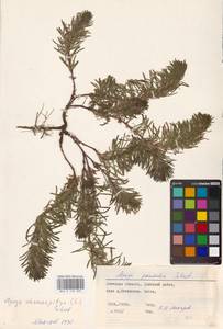 MHA 0 155 035, Живучка елочковидная  (L.) Schreb., Восточная Европа, Южно-Украинский район (E12) (Украина)