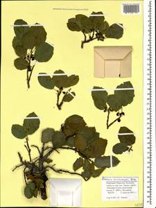 Atadinus microcarpus (Boiss.) Hauenschild, Кавказ, Ставропольский край, Карачаево-Черкесия, Кабардино-Балкария (K1b) (Россия)