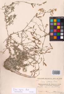 Смолевка приземистая M.Bieb., Восточная Европа, Северо-Украинский район (E11) (Украина)