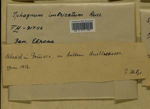 Sphagnum imbricatum Hornsch. ex Russow, Гербарий мохообразных, Мхи - Западная Европа (BEu) (Германия)
