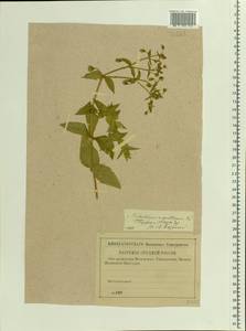 Stellaria aquatica (L.) Scop., Восточная Европа, Северо-Западный район (E2) (Россия)