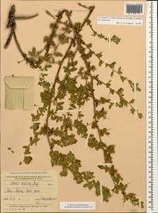 Стальник полевой L., Кавказ, Азербайджан (K6) (Азербайджан)