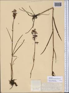 Dactylorhiza majalis subsp. lapponica (Laest. ex Hartm.) H.Sund., Восточная Европа, Волжско-Камский район (E7) (Россия)