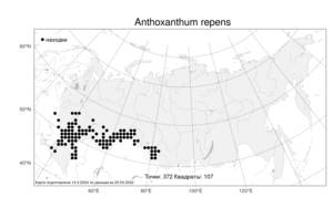 Anthoxanthum repens (Host) Veldkamp, Атлас флоры России (FLORUS) (Россия)
