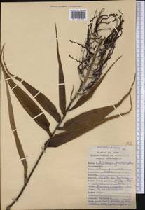 Billbergia brachysiphon L.B.Sm., Америка (AMER) (Перу)