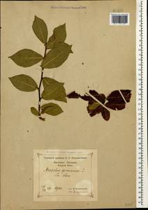 Crataegus germanica (L.) K.Koch ex Kuntze, Кавказ, Черноморское побережье (от Новороссийска до Адлера) (K3) (Россия)