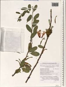 Plicosepalus acaciae (Zucc.) D. Wiens & R.M. Polhill, Зарубежная Азия (ASIA) (Израиль)