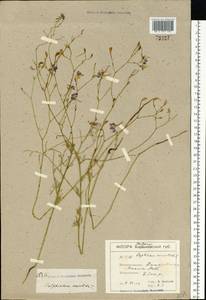 Delphinium consolida subsp. consolida, Восточная Европа, Южно-Украинский район (E12) (Украина)